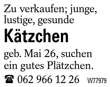 Kätzchen